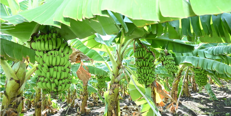 श्री. अमोल ओमप्रकाश पोरवाल