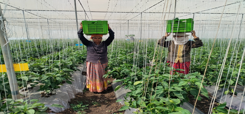 श्रीमती मृणालिनी अभिजीत पवार