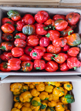 संयुक्त शेतीधारकश्रीमती मृणालिनी अभिजीत पवार