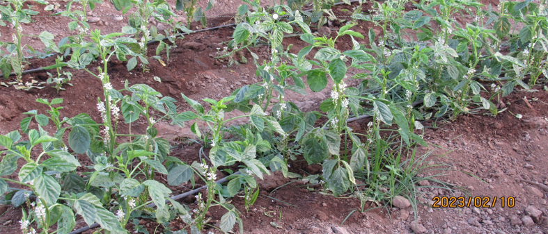 श्रीमती सुप्रिया सुश्रुत पुराणिक