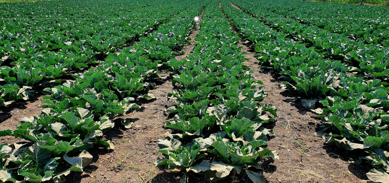 श्री. रविकांत भिष्माचार्य नाईकनवरे