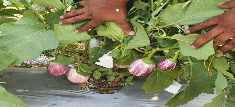 श्री. प्रभाकर उत्तमराव शिंदे