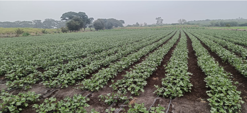 श्री. नाथा पंडित राऊत