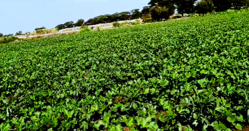 श्री. नाथा पंडित राऊत