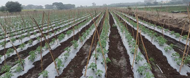 श्री. नाथा पंडित राऊत