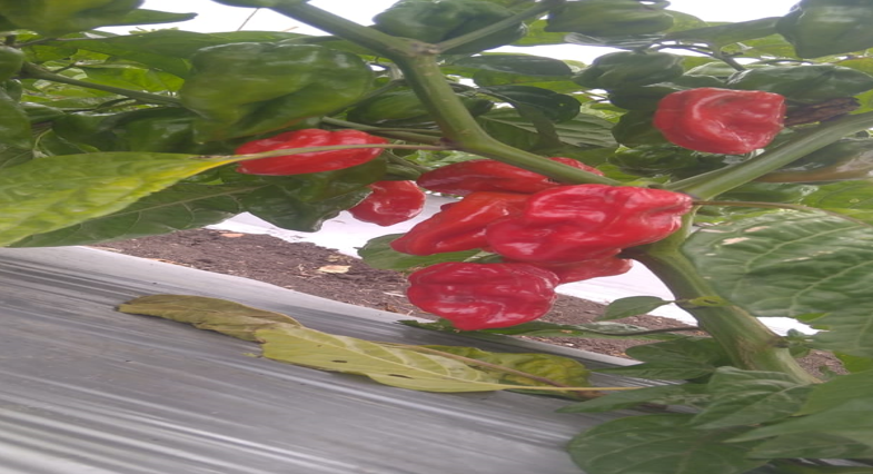 संयुक्त शेतीधारक श्री. नाथा पंडित राऊत