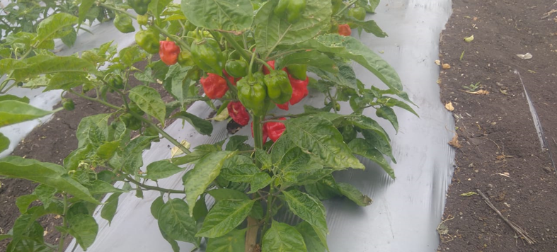 श्री. नाथा पंडित राऊत