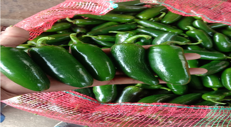 श्री. नाथा पंडित राऊत