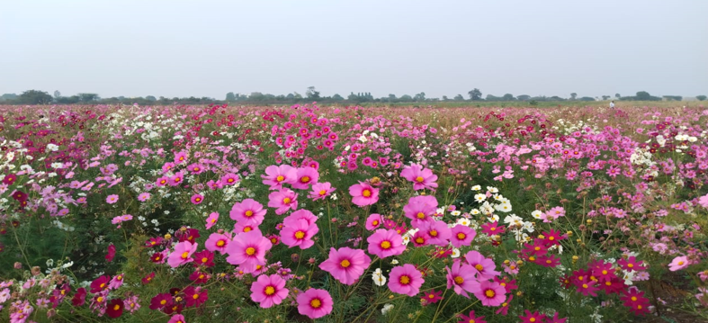 श्री. नाथा पंडित राऊत