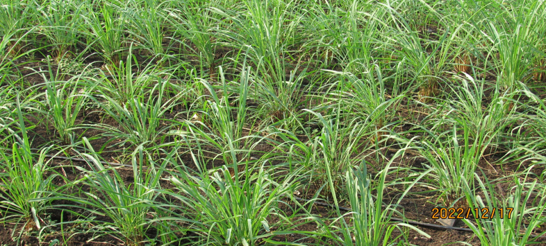 श्री. नाथा पंडित राऊत