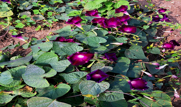 श्री. नाथा पंडित राऊत