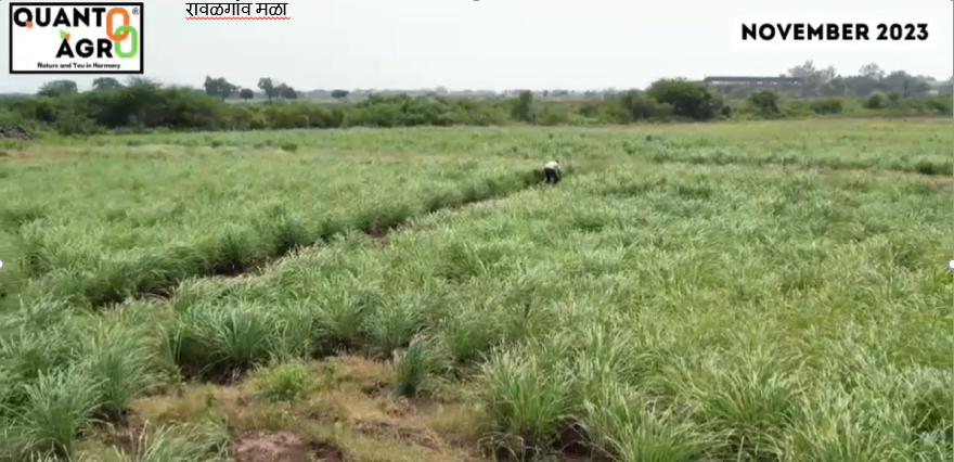 श्री. नाथा पंडित राऊत