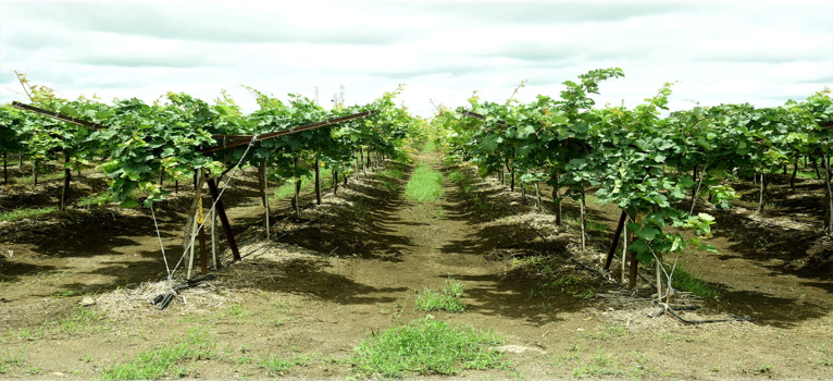 श्री. विलास विष्णू शिंदे