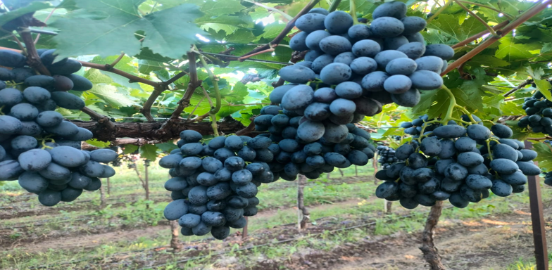 श्री. विलास विष्णू शिंदे