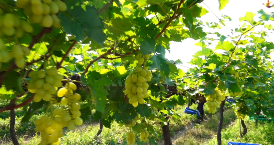 श्री. विलास विष्णू शिंदे